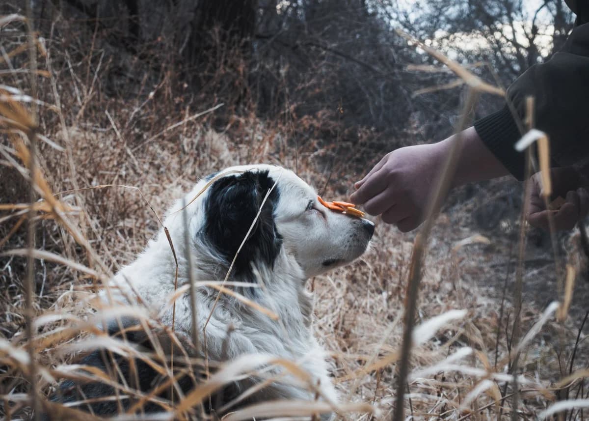 A dog demonstrates discipline by balancing a treat on its nose outdoors.