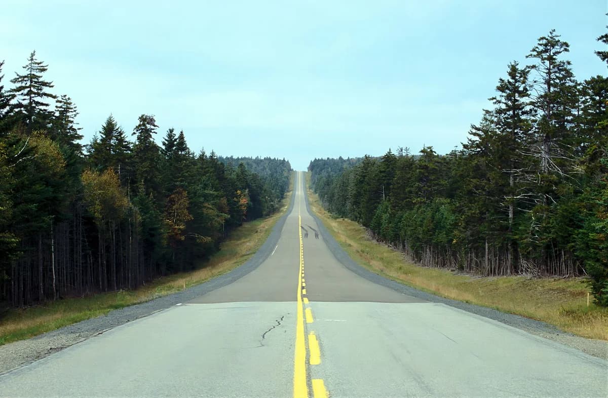 A straight road cuts through dense evergreen forests under a clear sky, suggesting isolation and adventure.