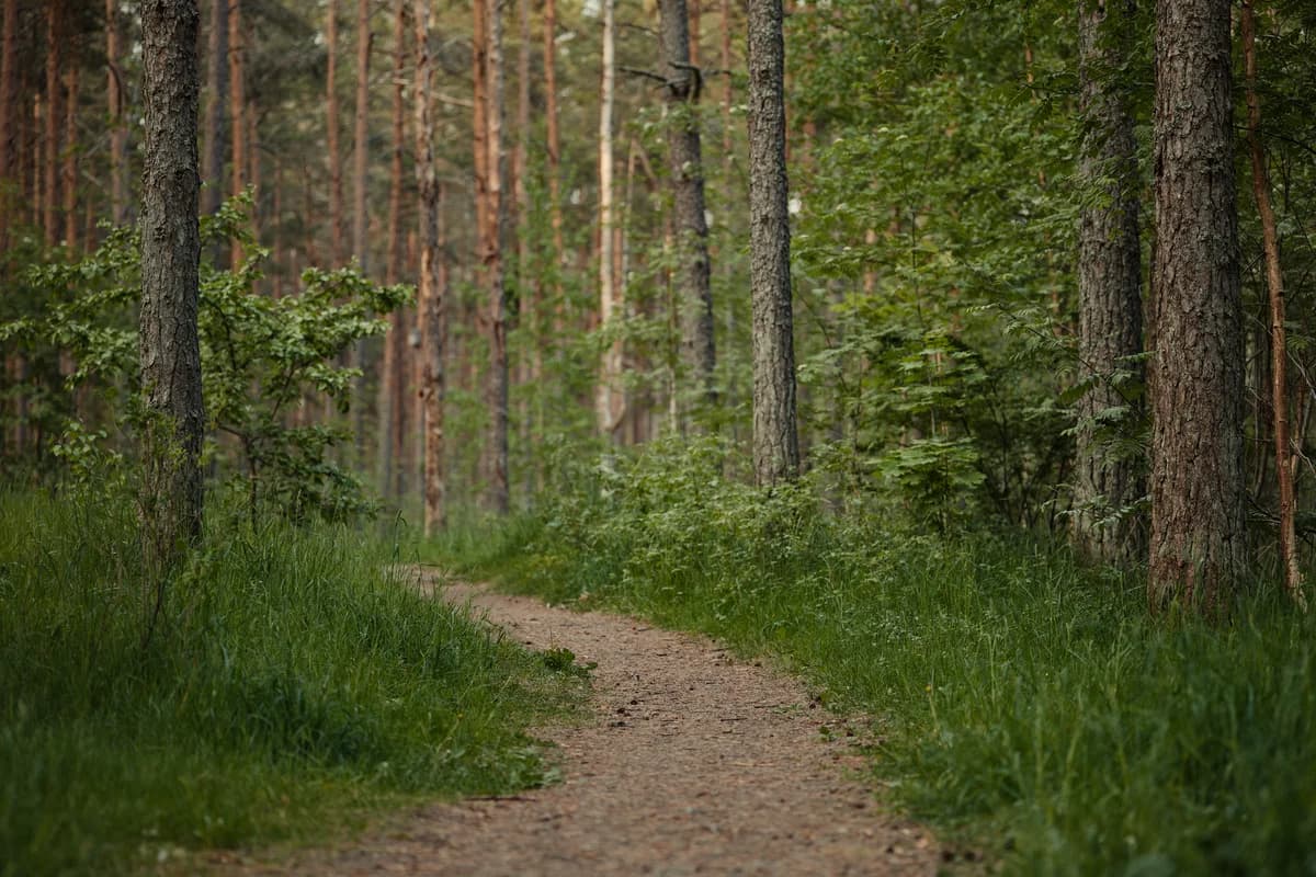 A tranquil forest trail winding through lush trees, perfect for nature walks.
