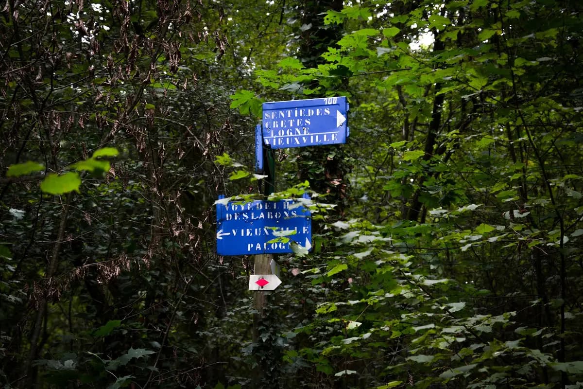 Directional signs in a dense forest guide hikers along scenic trails.