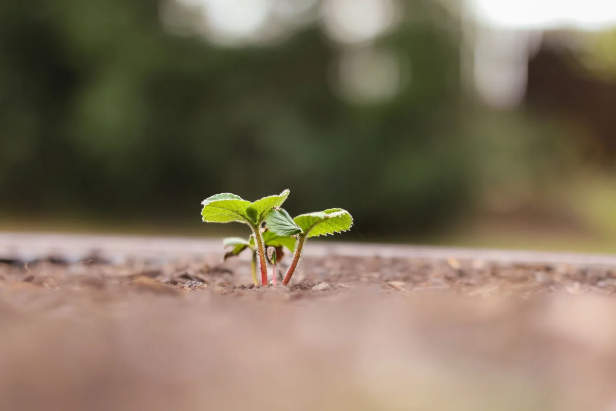Small green seedling emerging from dark soil