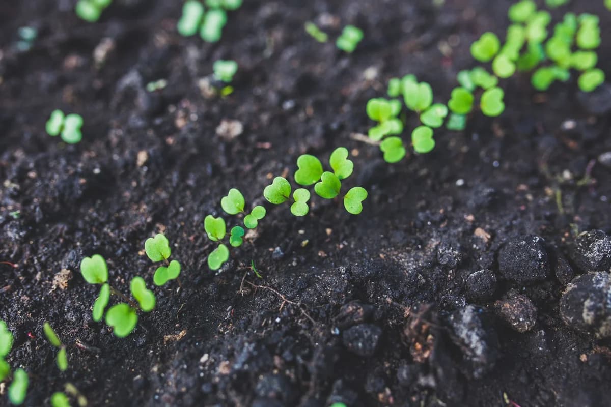Vibrant young seedlings emerging in rich, dark soil, symbolizing growth and organic gardening.