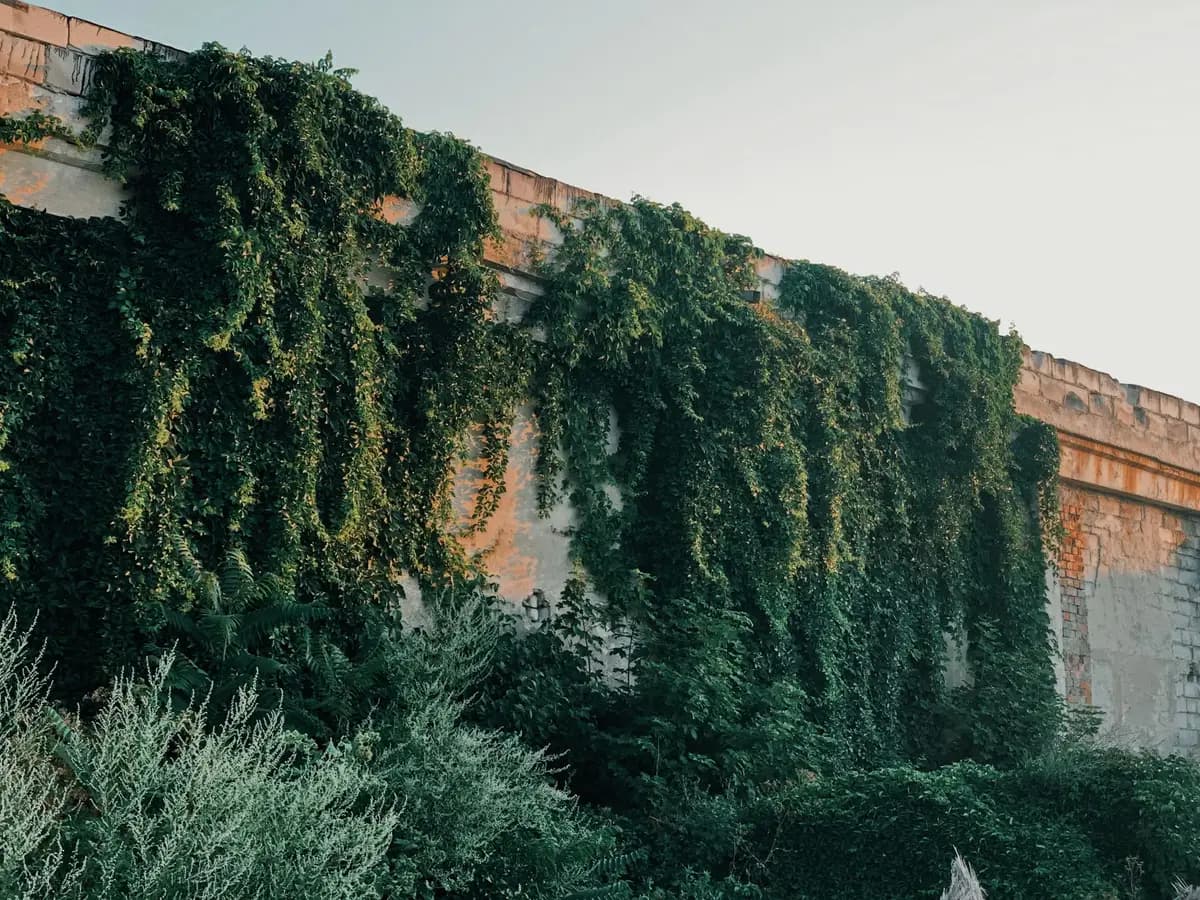 Exterior of weathered masonry fence overgrown with lush green climbing vegetation on clear summer day